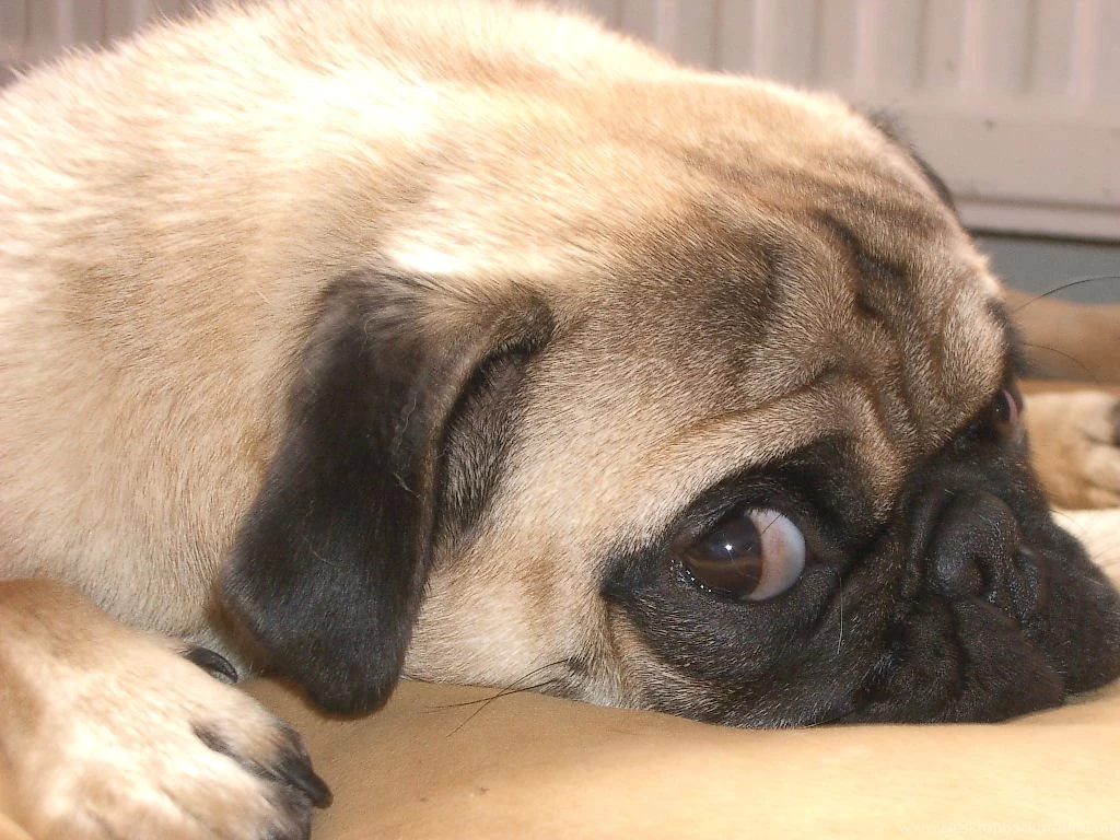 Pug Wallpapers Hd Wallpapers