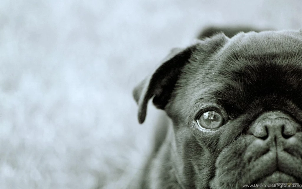 Download Black Pug Widescreen Wallpaper—Free Wallpapers