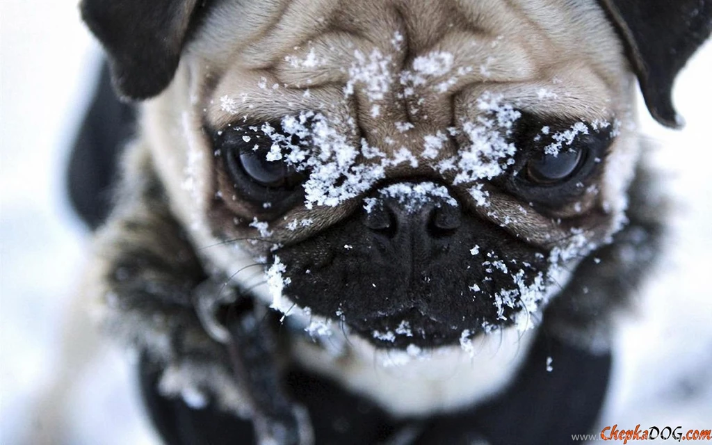 Free Pug Wallpapers Dogs 13 Free Hd Wallpapers   DogBreedsWallpapers.com