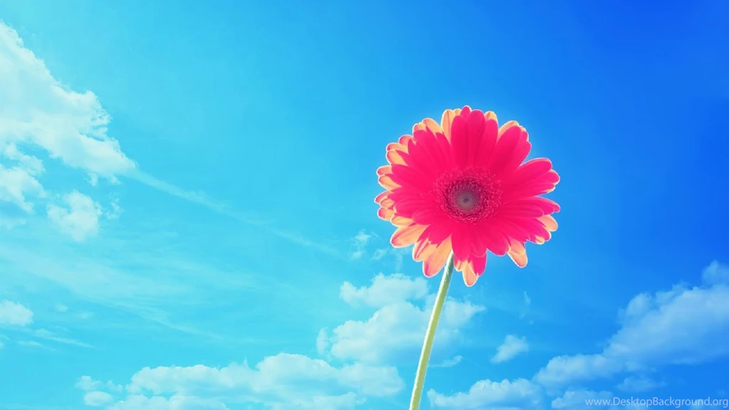 Pink Wallpapers HD Android Apps On Google Play