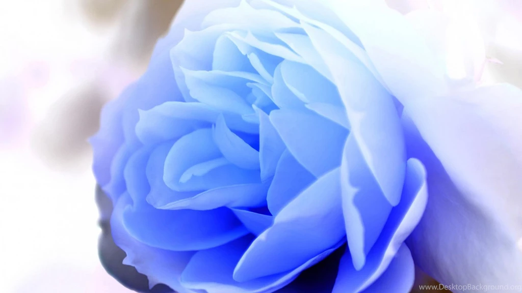 Blue Rose