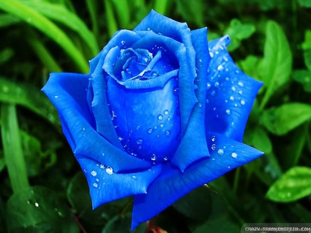 Blue Rose Wallpapers   All Wallpapers New