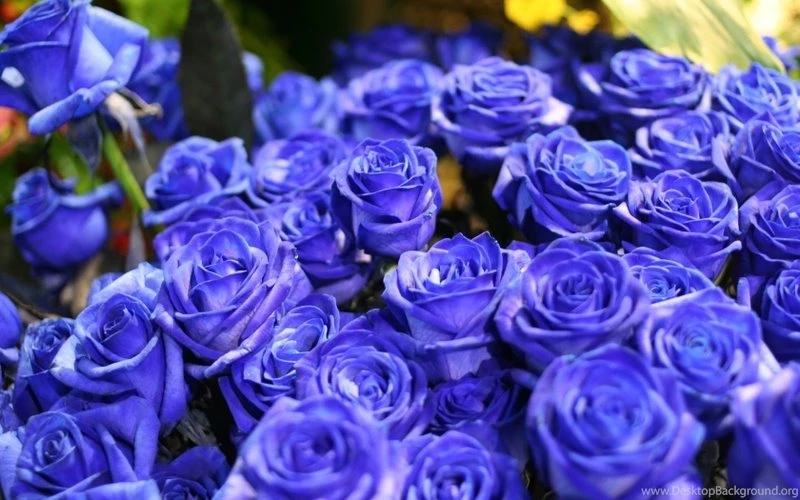 Flowers Roses Blue Rose Blue Flowers 1680x1050 Wallpapers – Nature ...