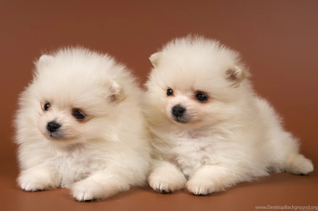 Dogs Wallpapers, Dogs Wallpaper, Desktop Backgrounds, 3000x1993 ...
