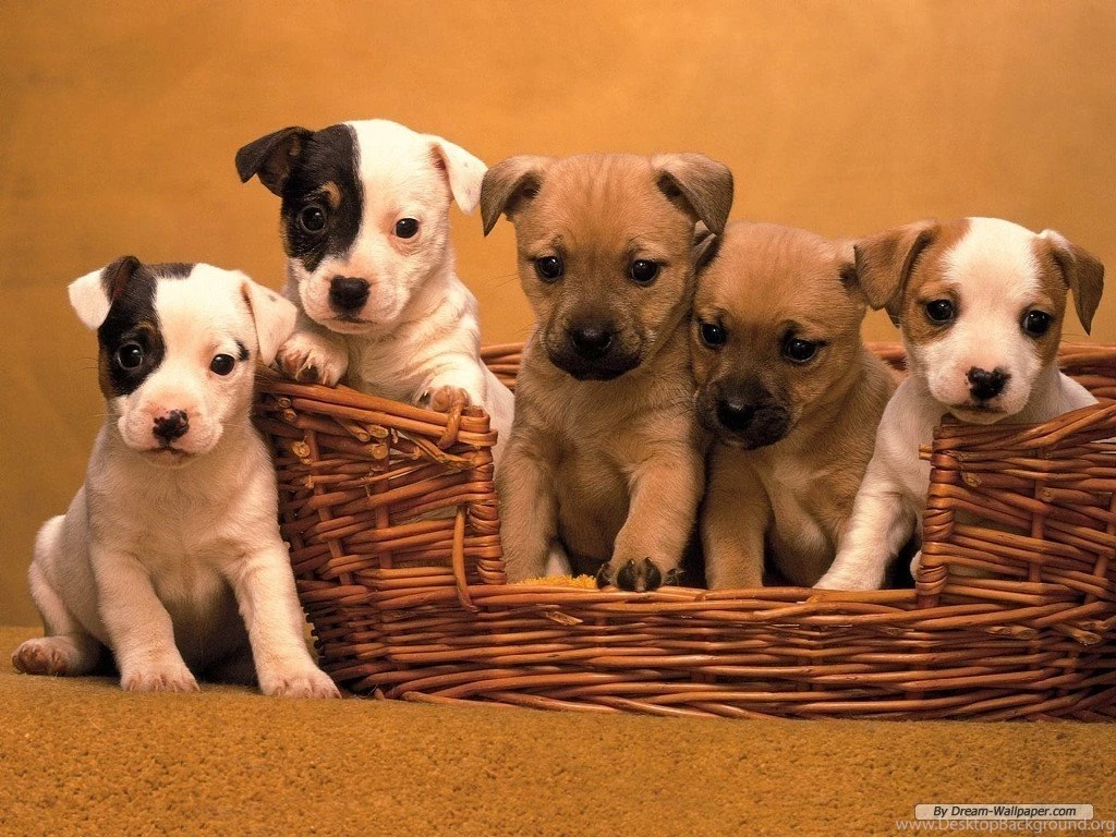 Dogs Wallpapers Collection (47+)