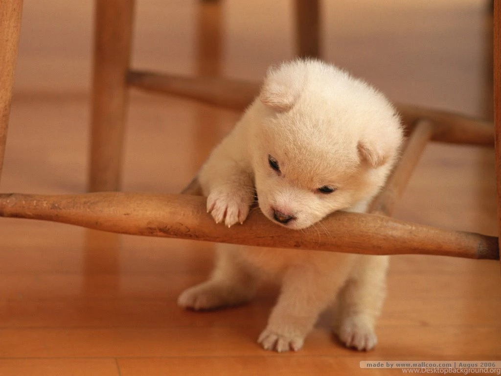 Lovely Puppy Dog Wallpapers Venuris Desktop HD Wallpapers   PetPictures