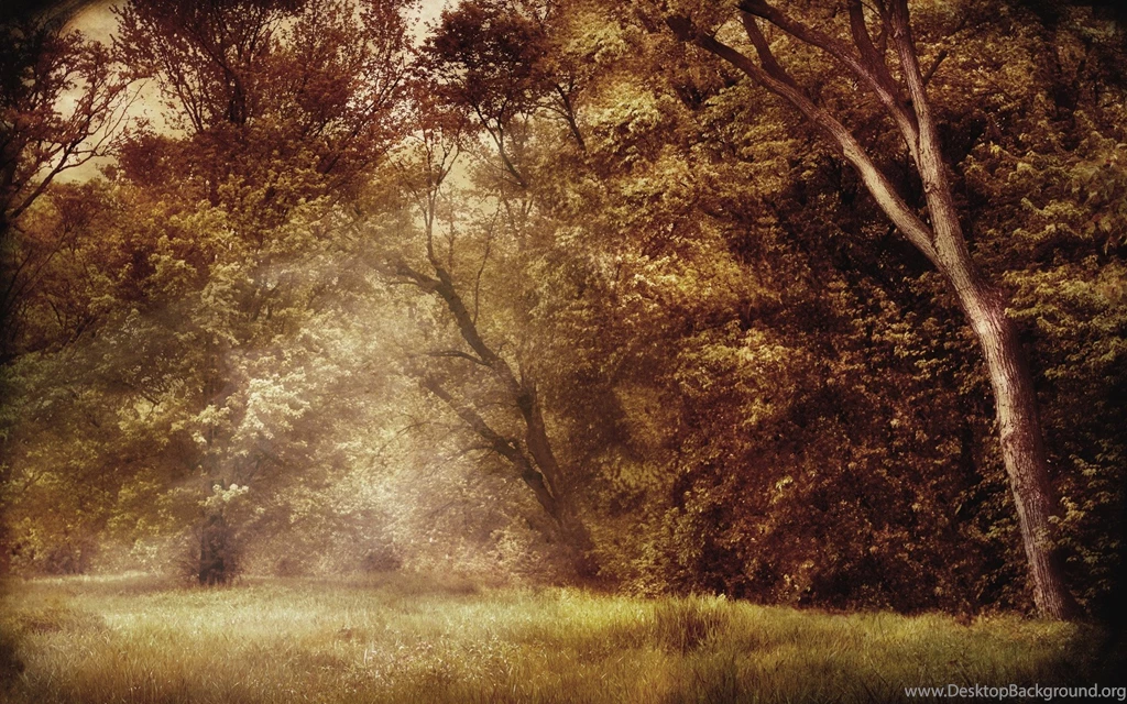 Enchanted Forest Wallpapers