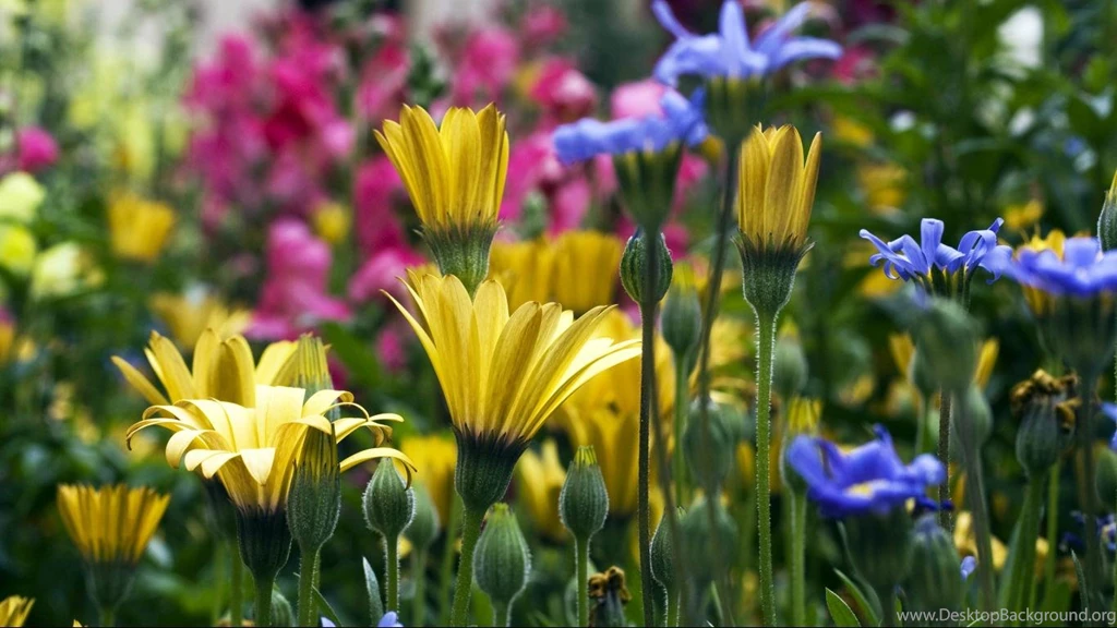 Vail Flowers In Colorado Desktop Wallpapers HD 1366x768 For 17/19 ...