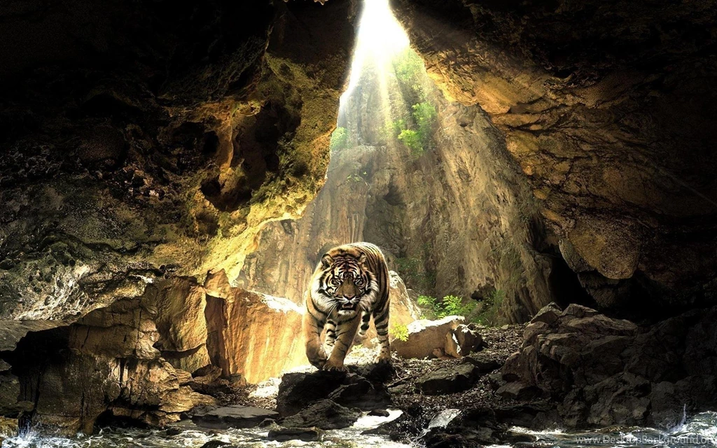Tiger Wallpapers