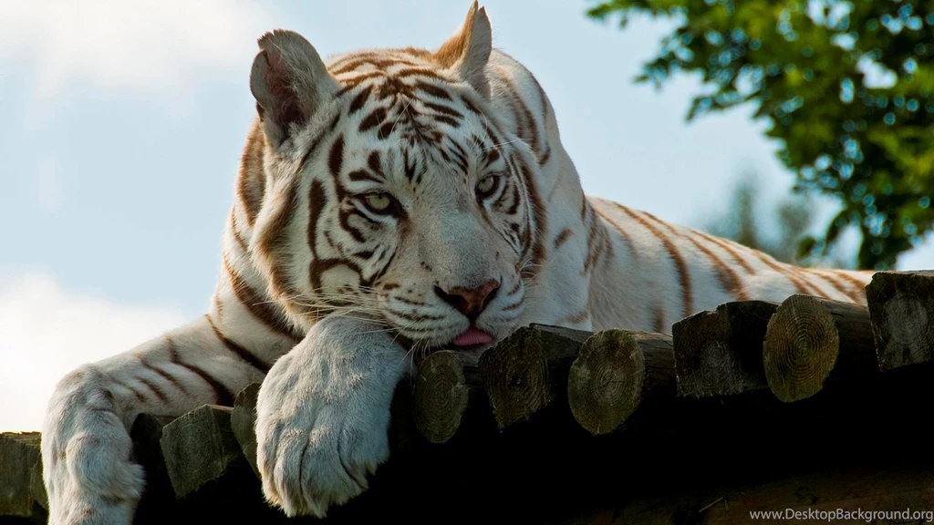 HD Quality Lazy White Tiger Wallpapers   LuvWallpapers 302