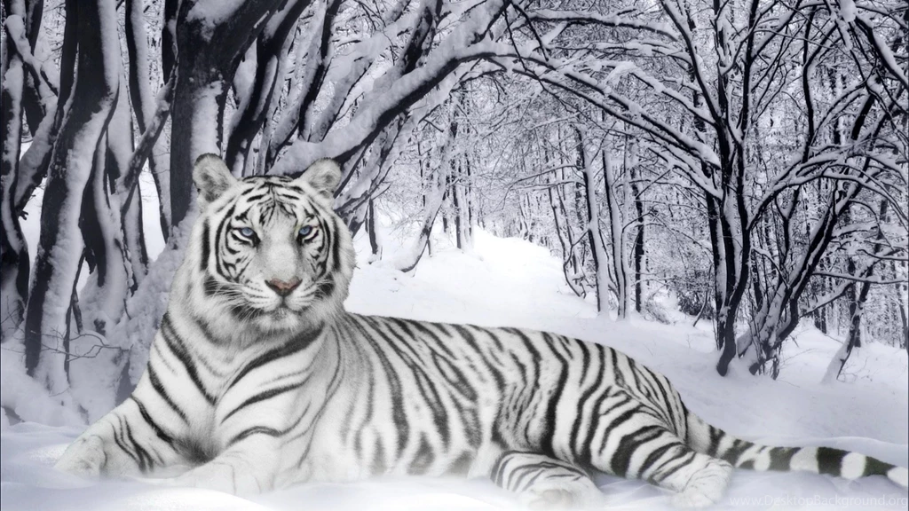 White Tiger Wallpapers