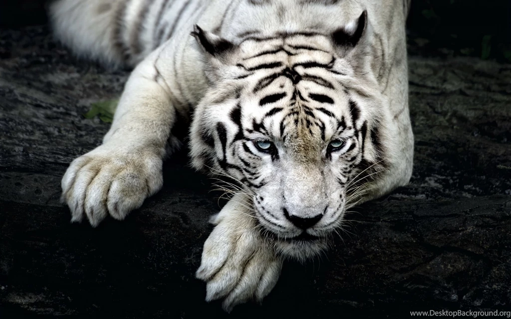 White Tiger Wallpapers – AB Wallpapers