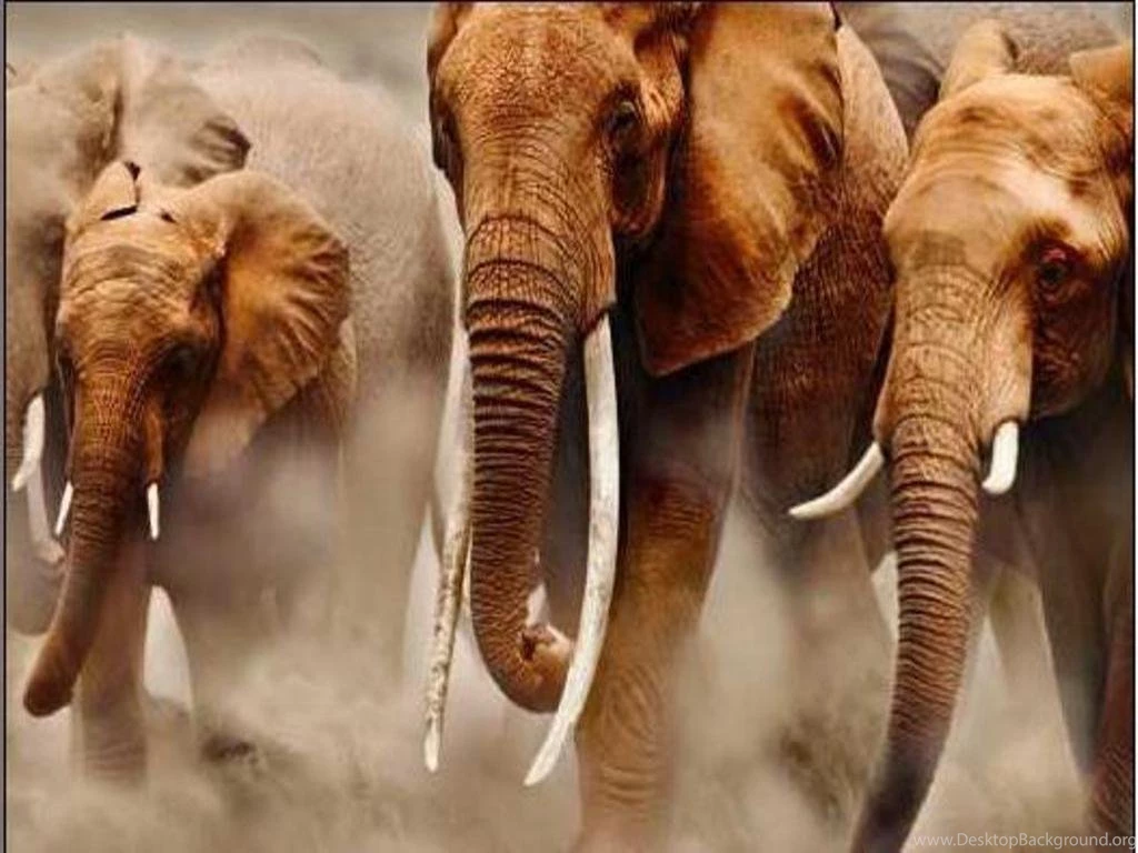 African Elephant Wallpapers Wallpapers Cave