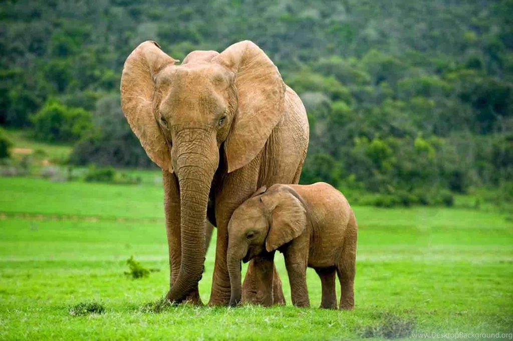 Free Elephant Wallpapers Android Apps On Google Play