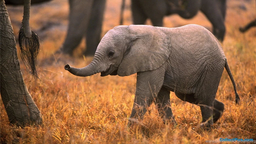 Baby Elephant Cool Wallpapers
