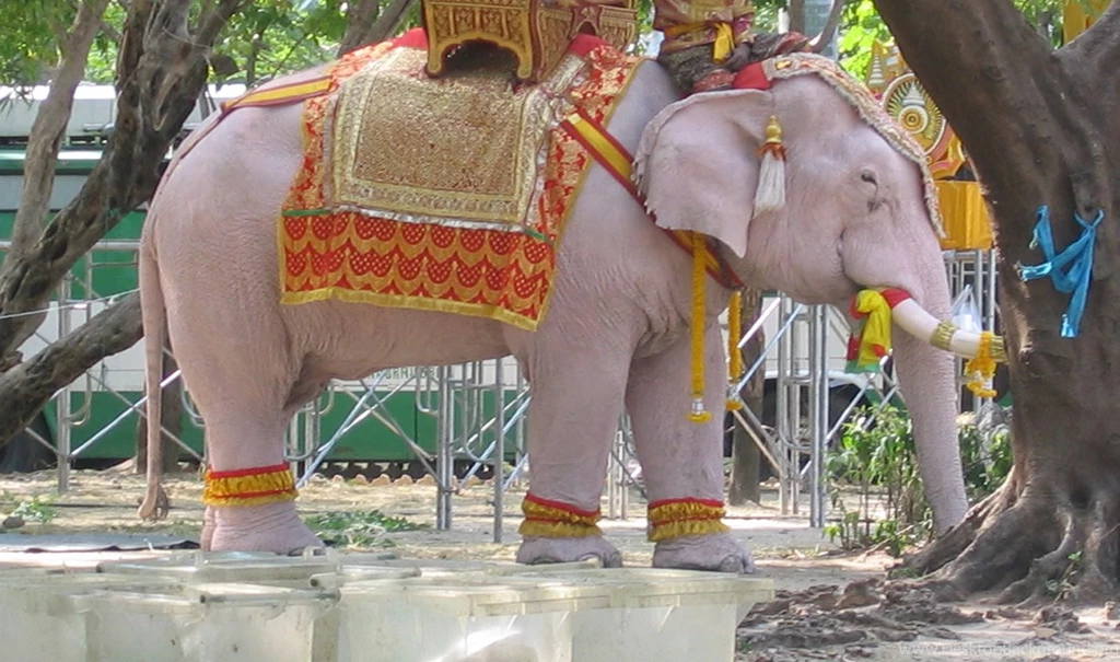 White Elephant Free Letest Hd Wallpapers Free Hd Wallpapers