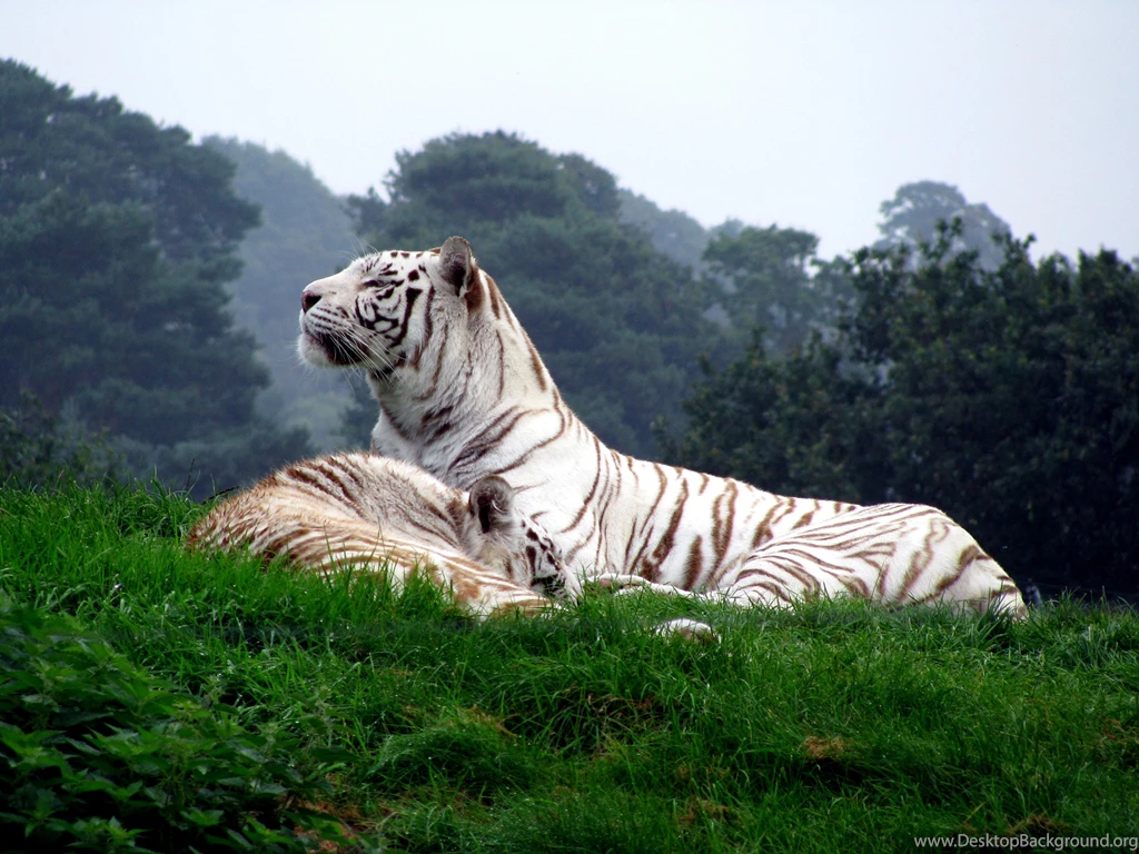 Wallpaperspoints: Download White Tiger Wallpapers In High ...