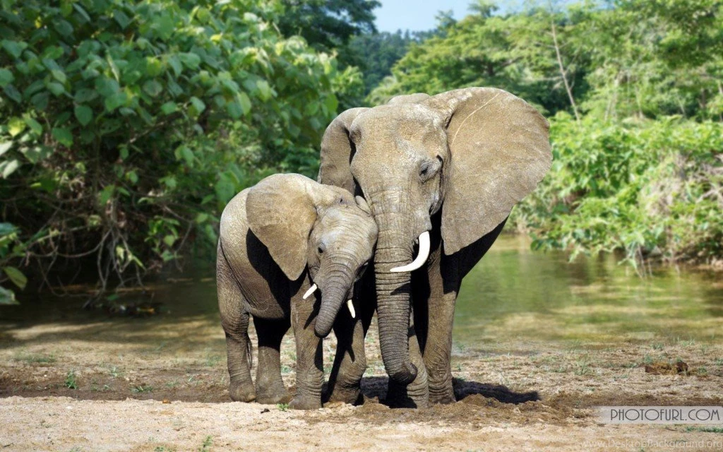 Phenomenal African Forest Elephant Of African Elephant Picture ...
