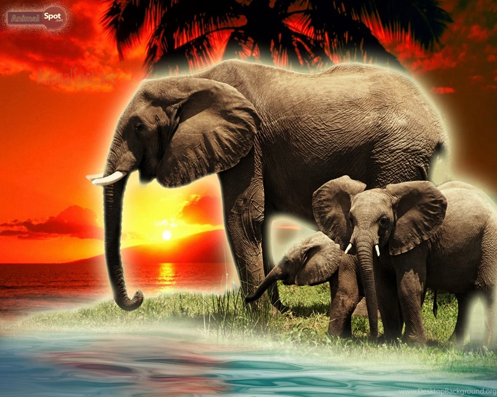 Elephant Wallpapers « Animal Spot