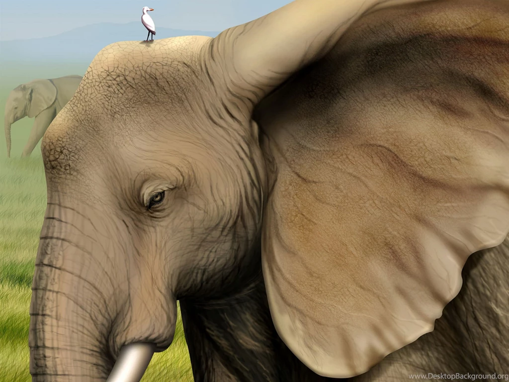 Grey parrot wallpapers