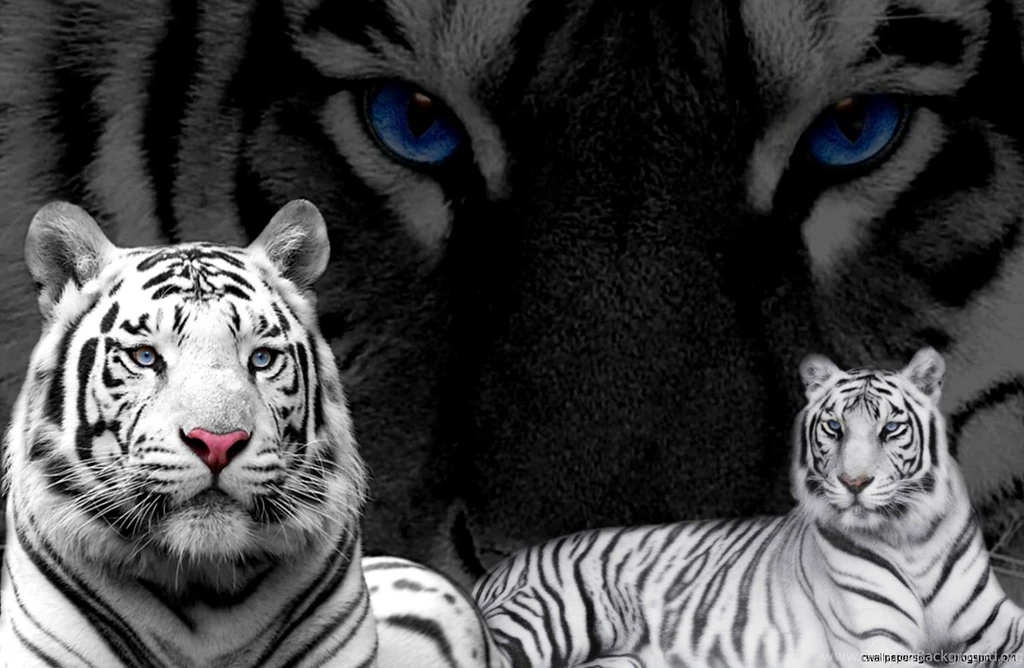 White Tiger With Blue Eyes Wallpapers