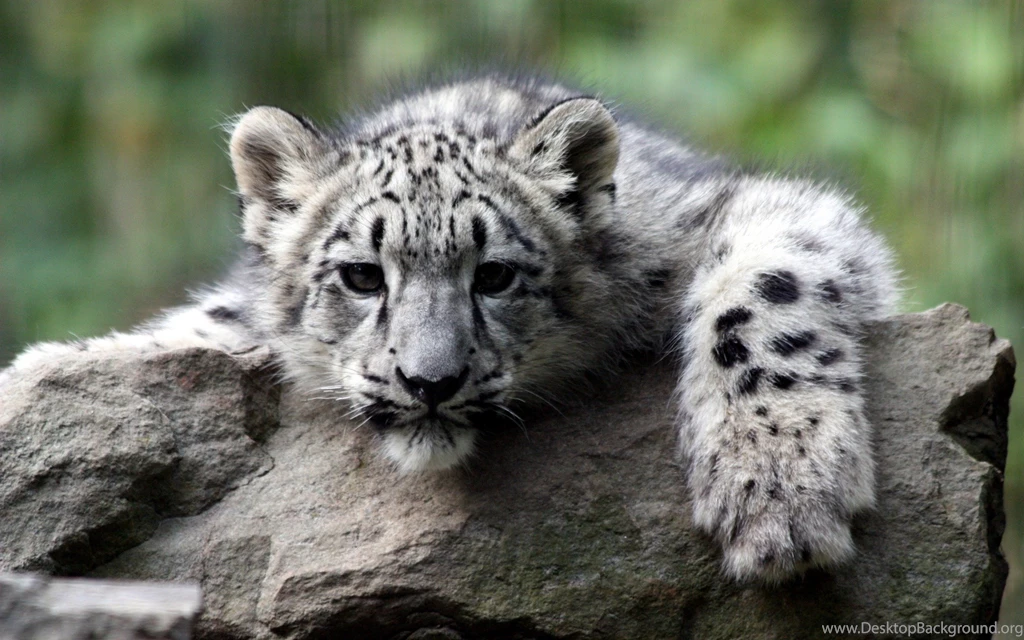 Beautiful White Tiger