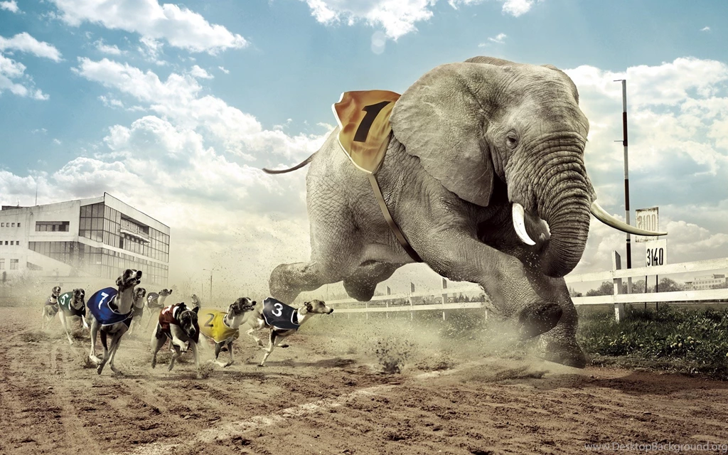 Elephant Racing Greyhounds Wallpapers Free Desktop Backgrounds And ...