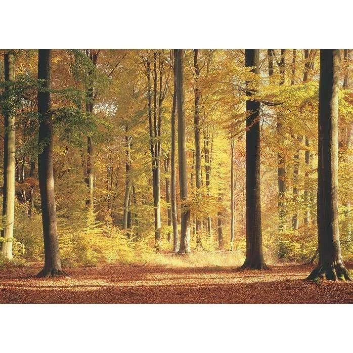 Golden Hues Wall Mural   Forest & Woodland Wall Murals
