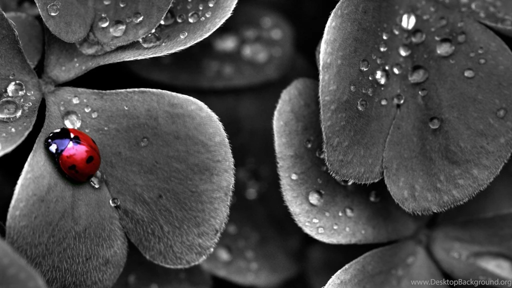 Black And White With Color Splash Flowers