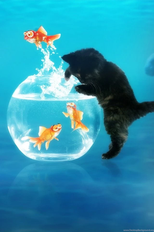 Cute Cat And Fish Ipod Touch Wallpapers Free 640x960 Hd Apple ...