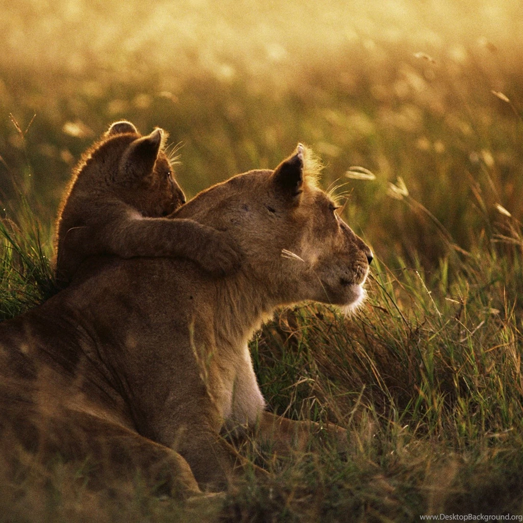 Baby Lion And His Mom iPad 3,4 & Air Wallpapers
