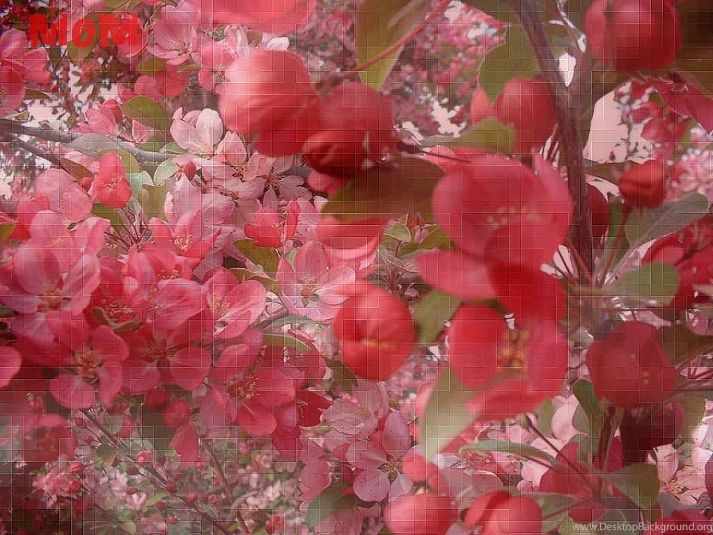 MOM Wallpapers By Quicksilver333 On DeviantArt