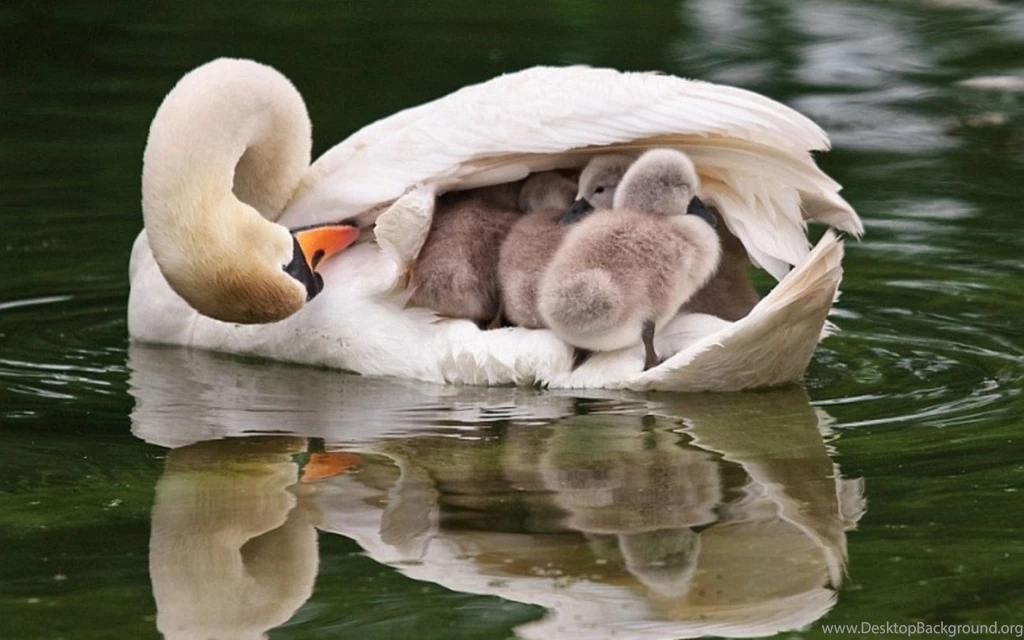Littleswans Mom Wallpapers Photo And Wallpaper. All Littleswans Mom ...