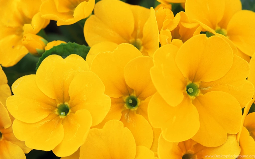 11.28.15   1920x1080px Awesome Yellow Flowers Desktop Wallpapers ...