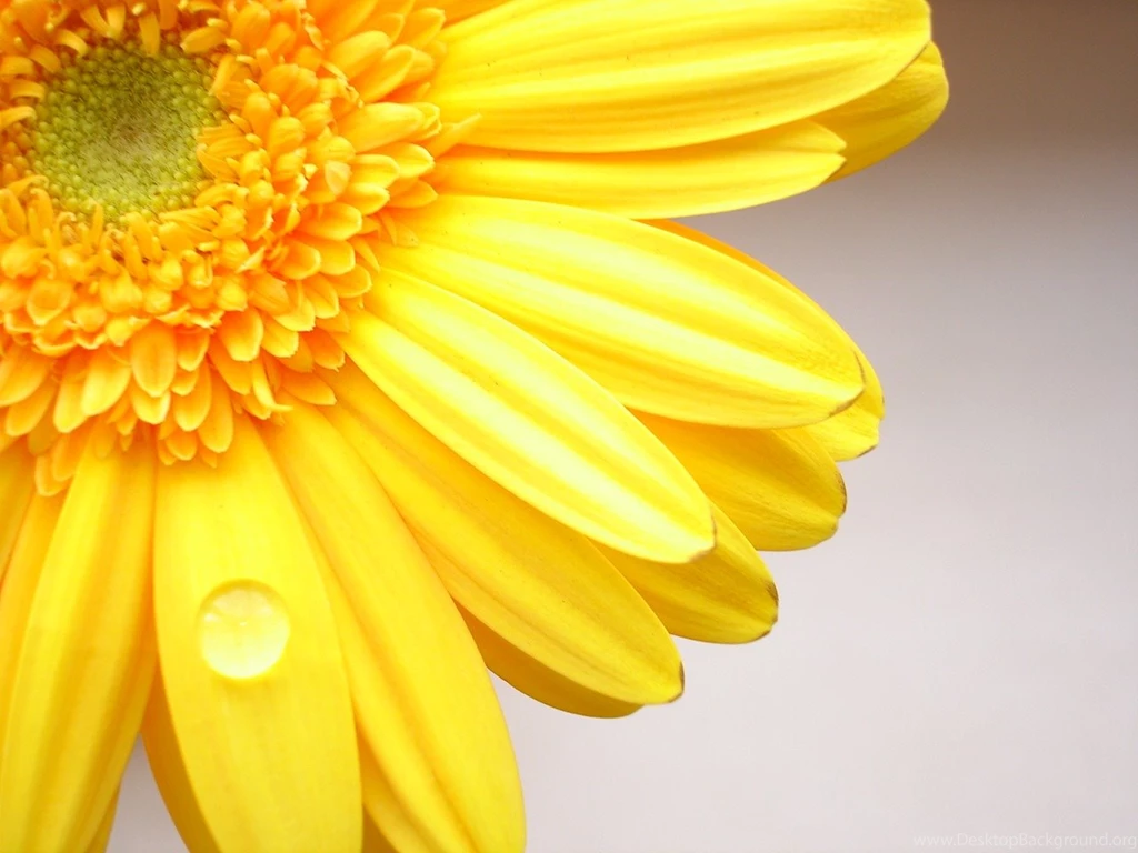 Yellow Flowers Images