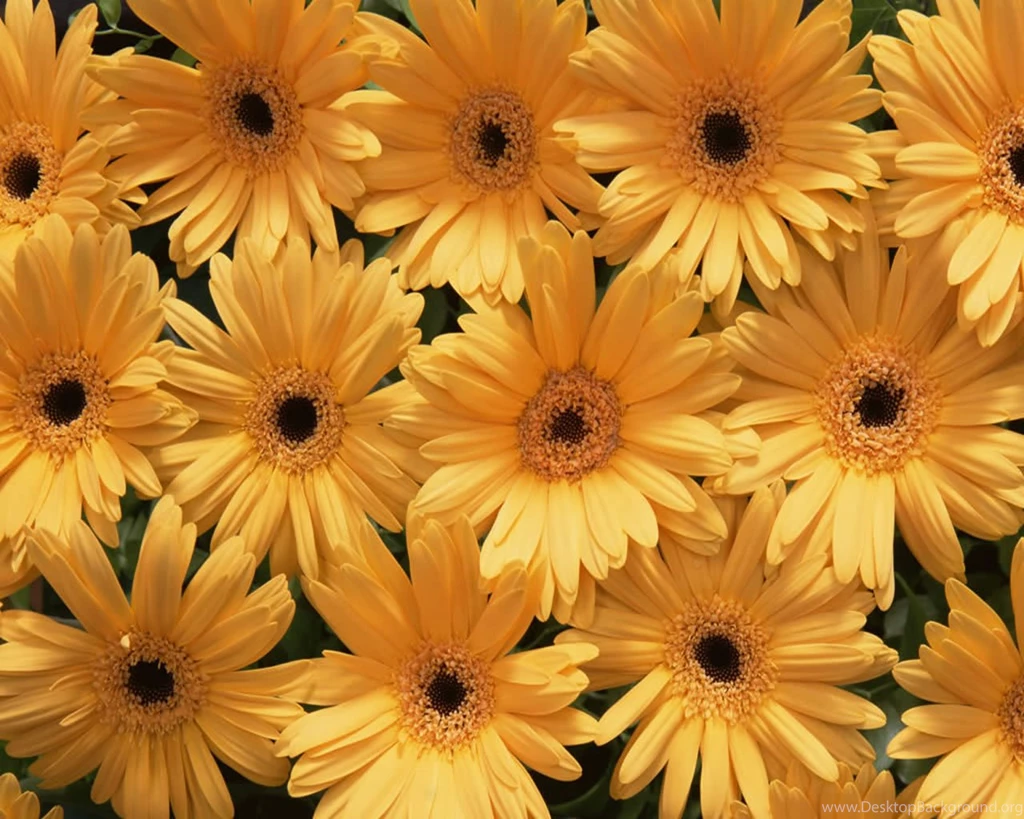 Mobile Yellow Flower Wallpapers