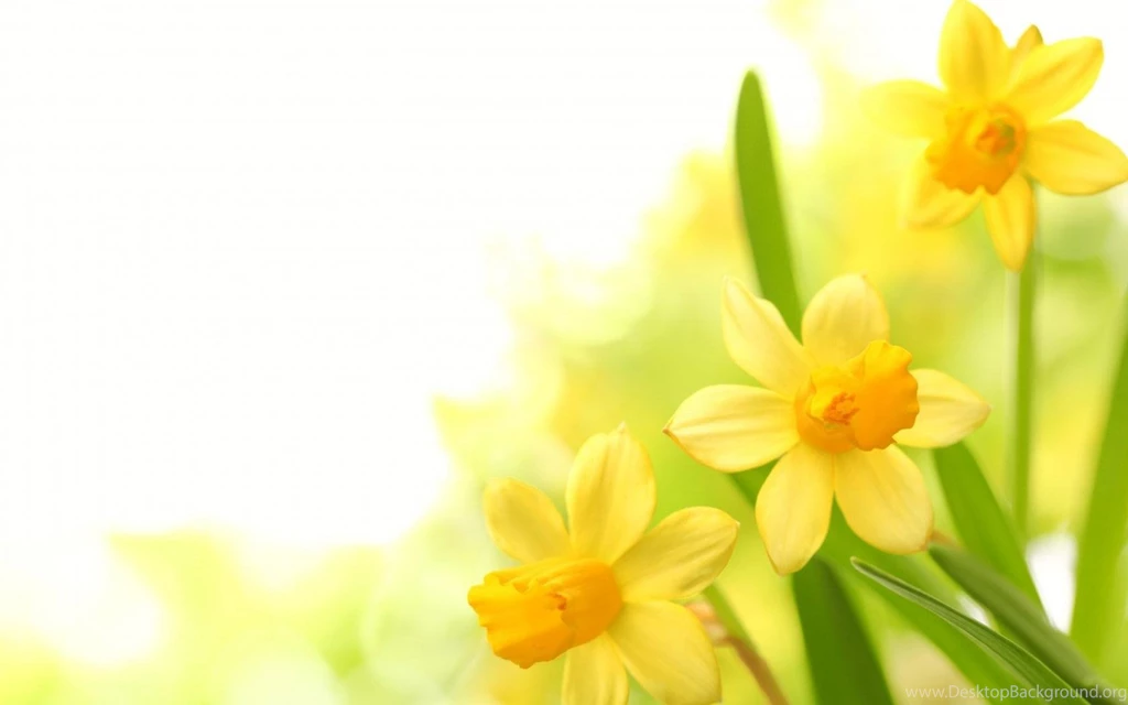 Good Yellow Flower Wallpapers