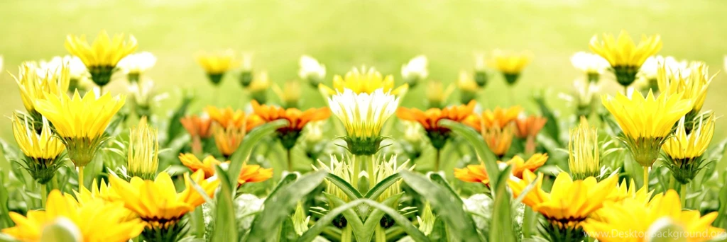 Yellow Flower Wallpapers For Facebook