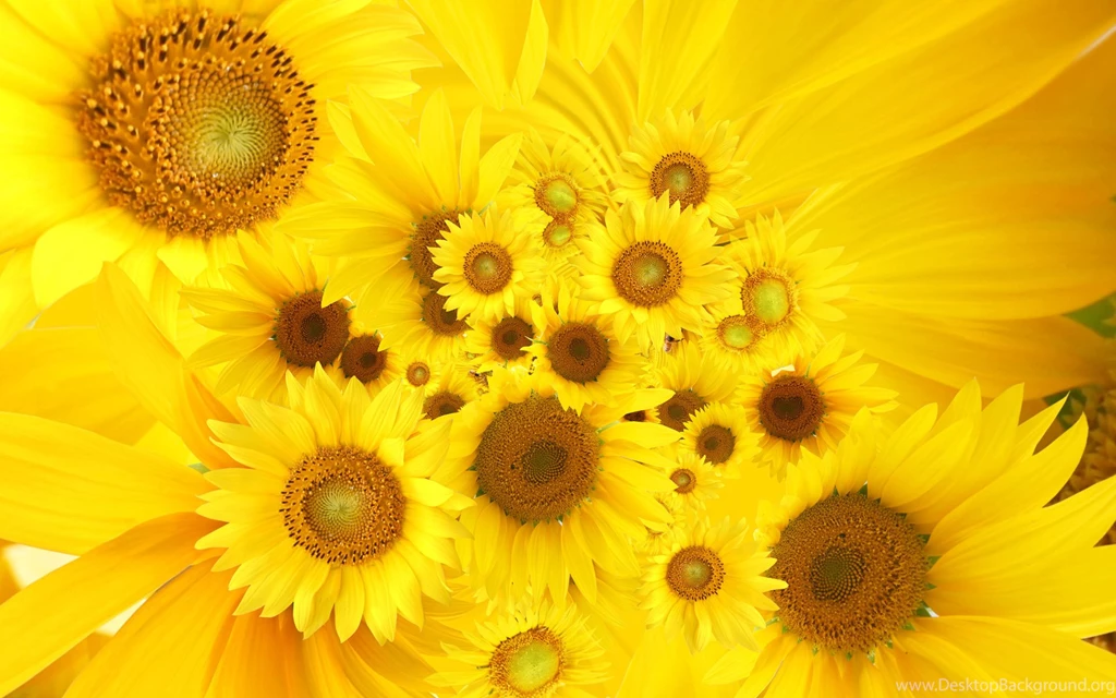 Wallpapers Color Yellow Flower