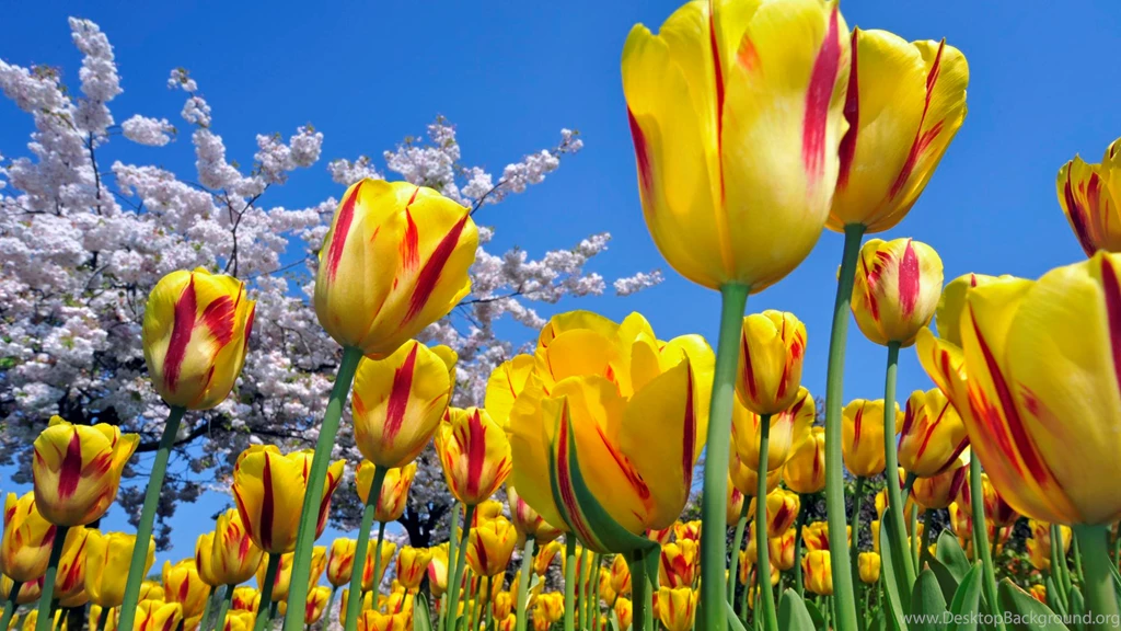26 Flowers Desktop Wallpapers > 898045 Stunning Yellow Flowers ...