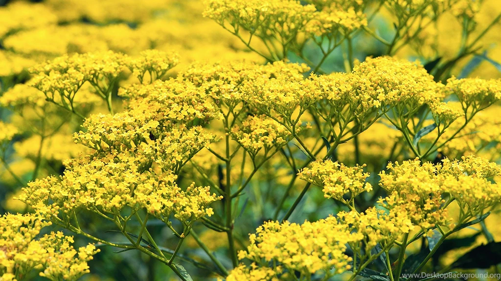 Yellow Flowers HD Wallpapers Desktop
