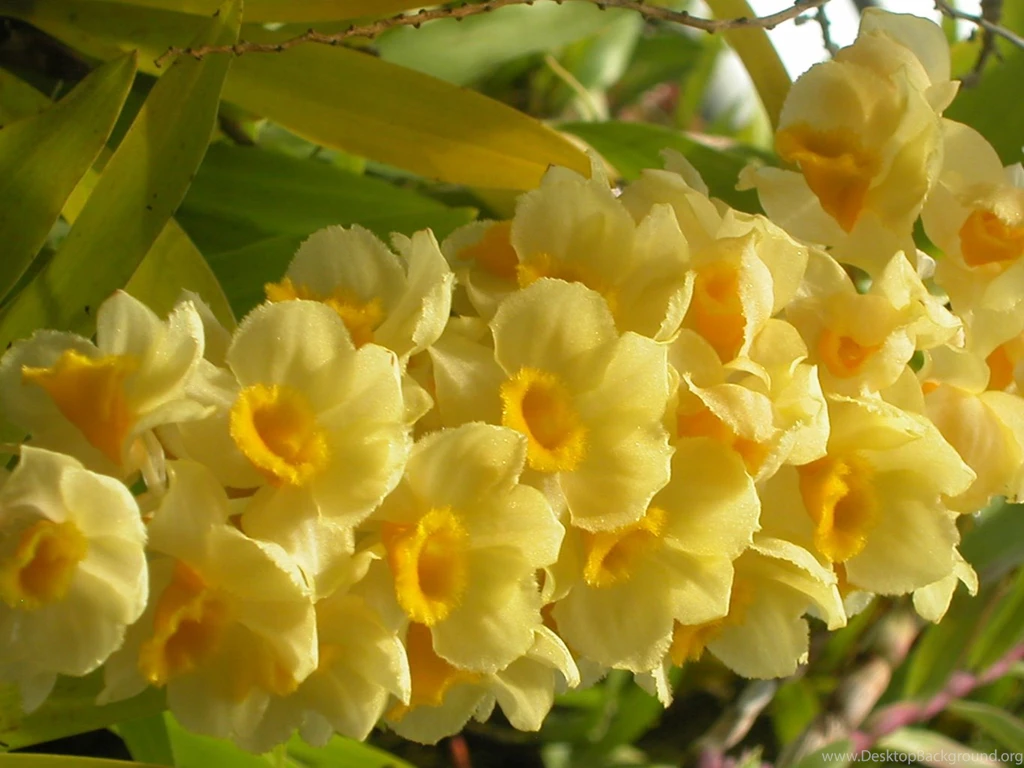 Yellow Flower Wallpapers