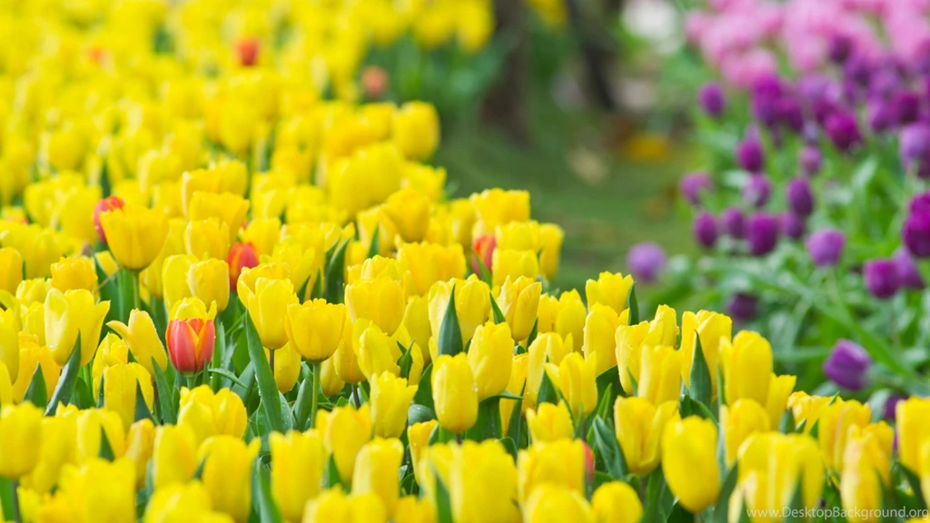 11.28.15 1920x1080px Awesome Yellow Flowers Desktop Wallpapers ...