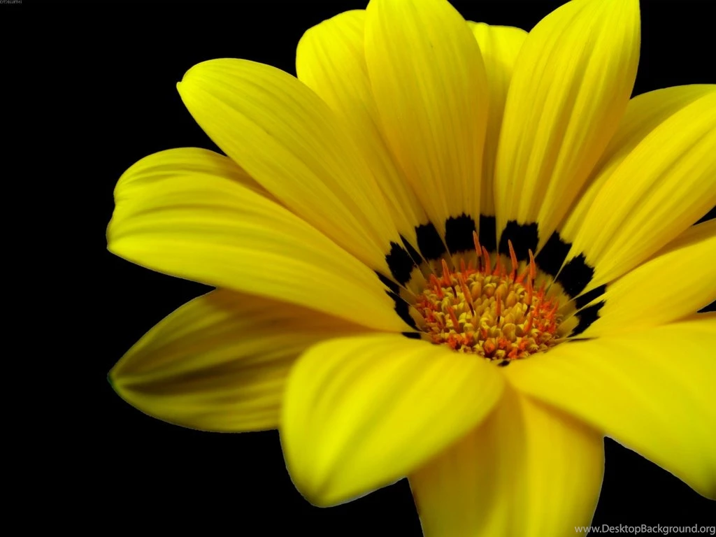Yellow Flower Wallpapers