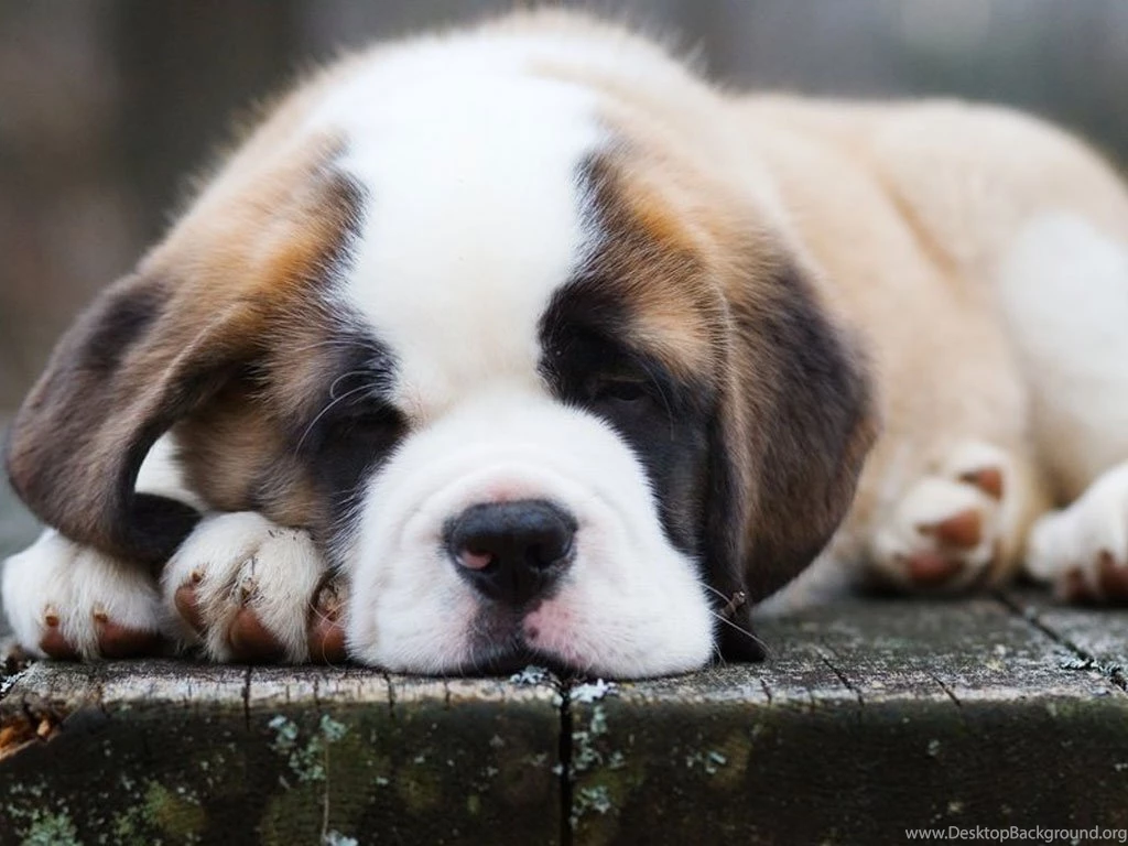 St. Bernard Puppy Moose Max's Friend...