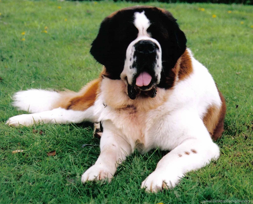 Top HD St Bernard Wallpapers
