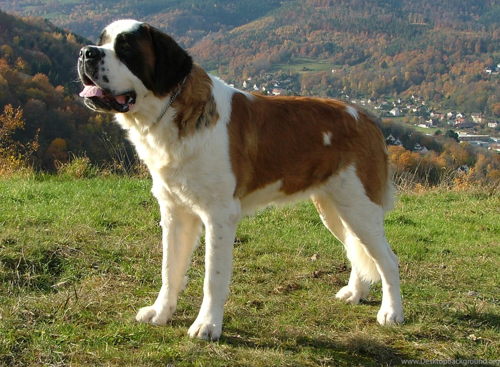 15/11/2015   1136x640px Saint Bernard Desktop Wallpapers   Animals ...