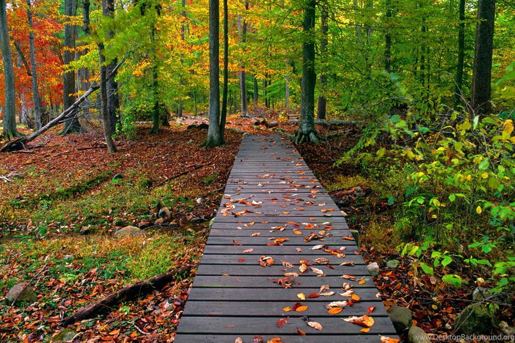An Autumn Nature Wallpapers Way To Forest (click To View Nature ...