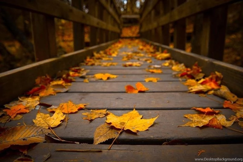 Autumn Nature HD Wallpapers Android Apps And Tests AndroidPIT
