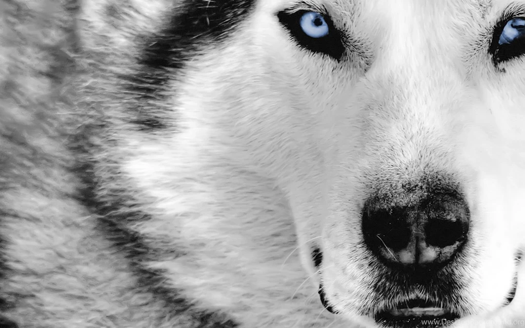 Wolf Animal Wallpapers HD For Desktop